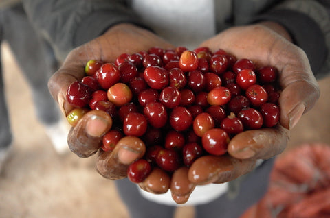 Ethiopia Chire Natural