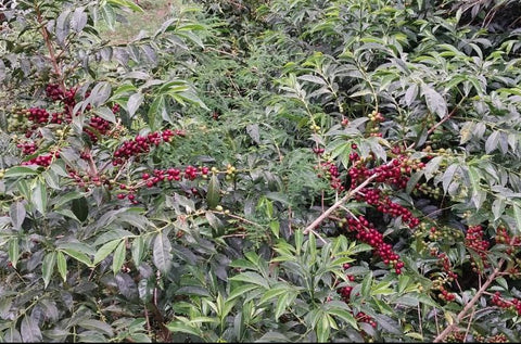 Ethiopia Shakiso Washed