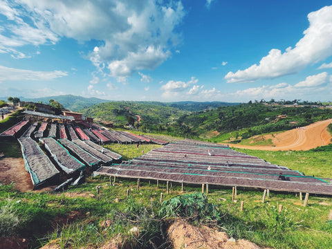 Burundi Campazi Natural